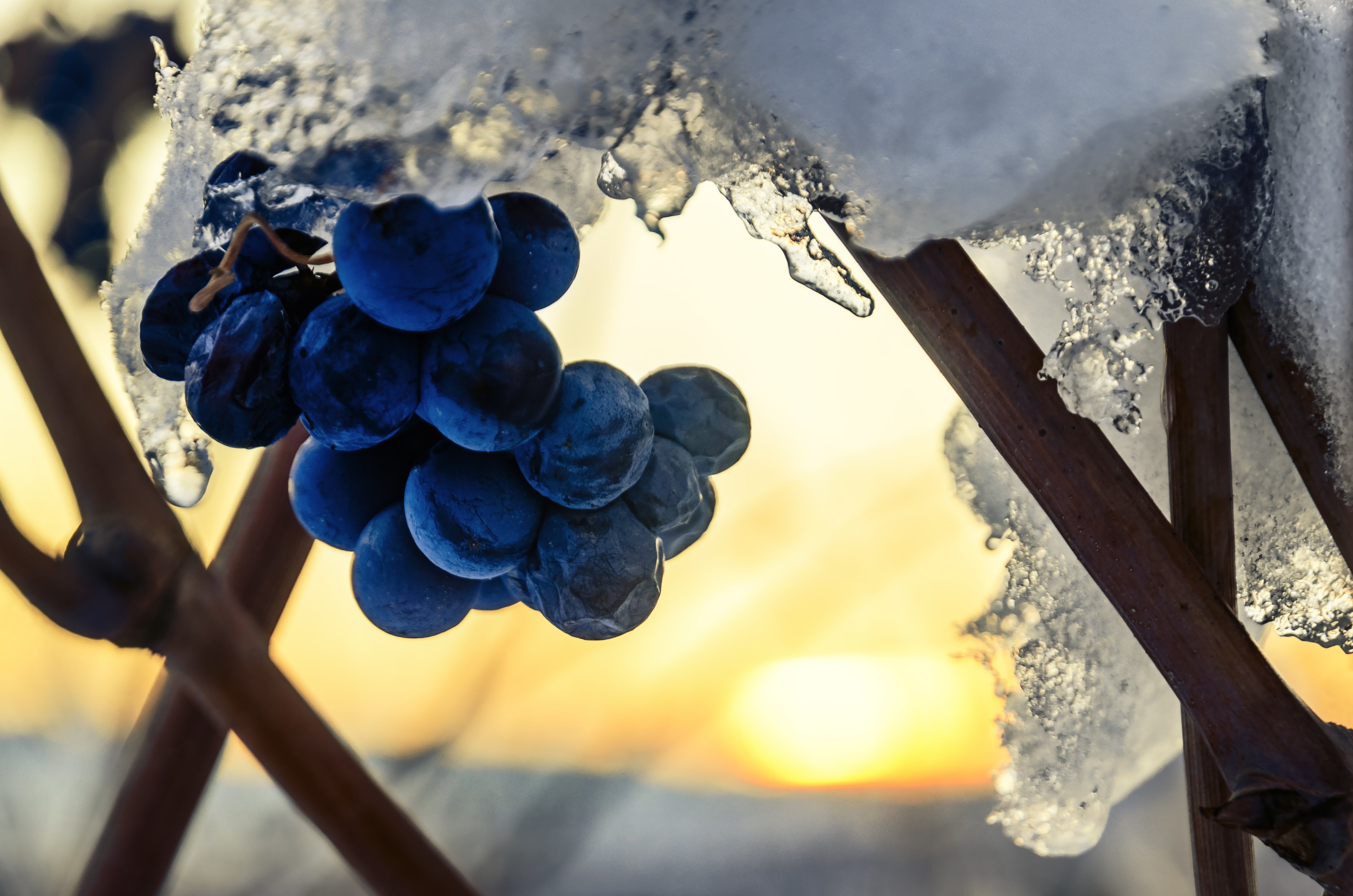 Wine Women Wills - Winter Favorites